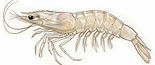 #2ShrimpWHTBKG.jpg