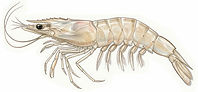 #2ShrimpWHTBKG.jpg