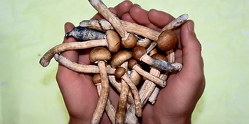 Close-up of hands delicately holding a cluster of freshly harvested mushrooms, representing the burgeoning interest in psychedelic culture and the cultivation of psilocybin mushrooms in urban environments like Washington, DC.