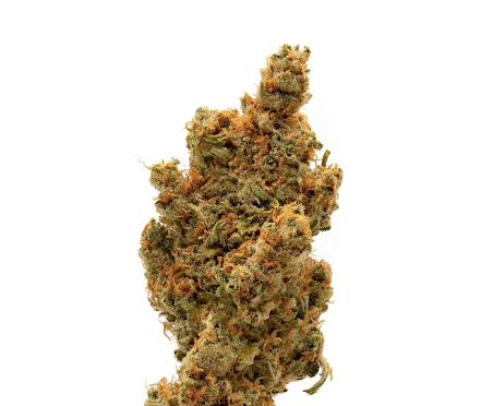 DC Mushroom and Cannabis Review: Super Lemon Haze