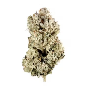 DC Mushroom and Cannabis Review: GG4 (formerly known as Gorilla Glue #4)
