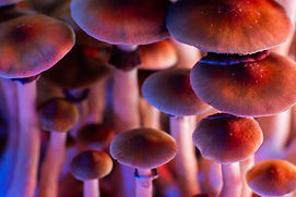 neon lights on a colony of mushrooms