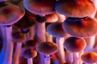 How Much Magic Mushroom Should I Take?
