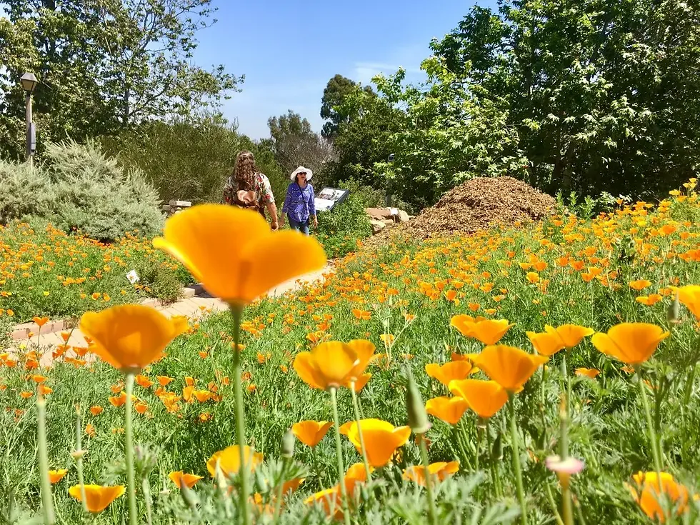 A path through Manhattan Beach Botanical Garden