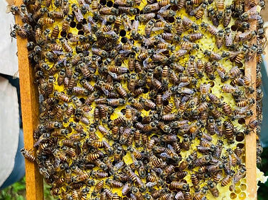 WhatsApp Image 2025-09-23 at 5.13.30 PM (2).jpeg