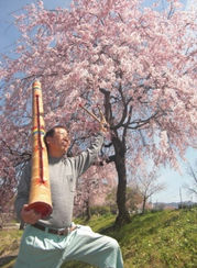 村長・桜