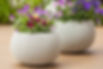 outdoor planter and container garden. beautuful flowers and plantskansas city; flower; flower pots; flower planter; flower container; custom seasonal container; garden maintenance; container garden; flower maintenance; overland park; leawood; prairie village; mission hills; shawnee; olathe; lenexa; landscape in kansas city