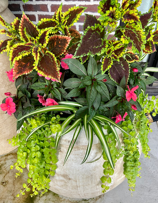 Growing Blooms KC | Kansas City Custom Containers