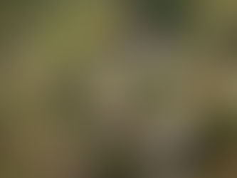 في اليوم الدولي للديمقراطية، الذي يصادف 15 أيلول، لنتحدث عن لائحة تنظيم المحتوى الرقمي الجديدة.