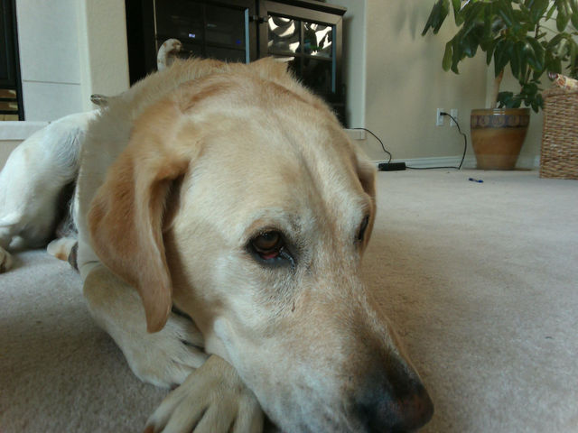 Cute dogs