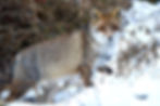 Renard sous la neige