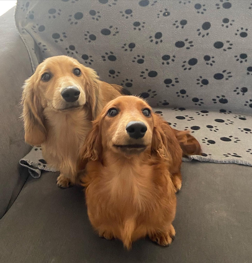 Spud and his brother Little Red