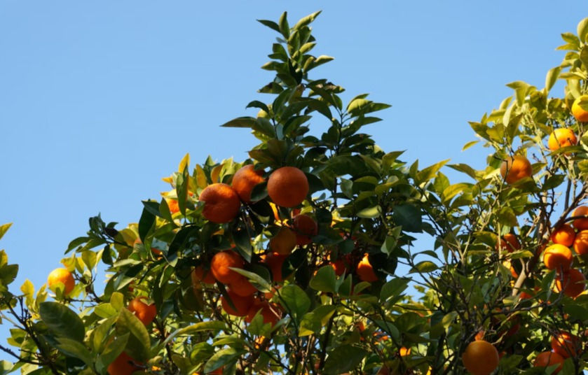 7 Wisata Perkebunan di Jatim, Coba Jadi Petani Buah Sehari