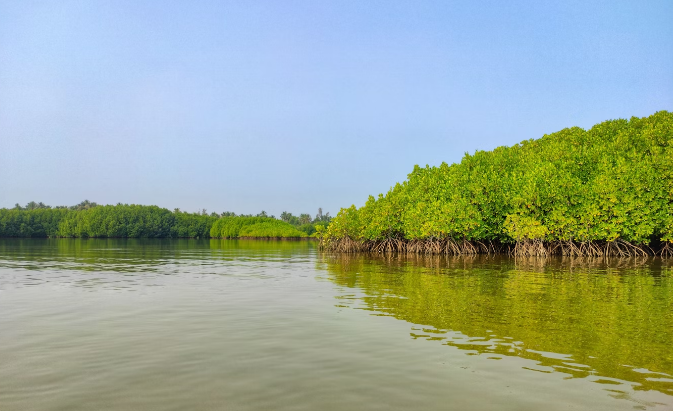 wisata Mangrove di Jatim