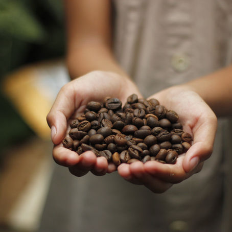 Exploring the World of Coffee Beans: A Journey through Flavour and Origin 