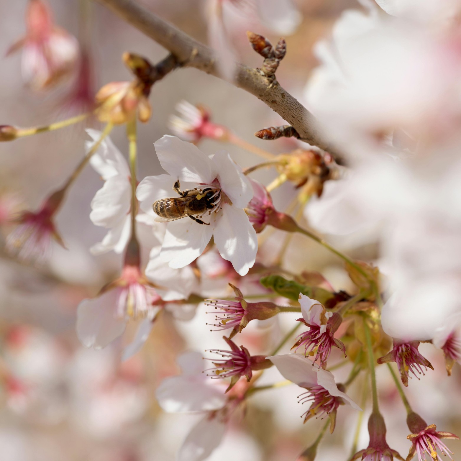 Allergies Kit