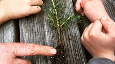 3-0825.3 Residents Identify Green Small Tree