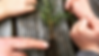 3-0825.3 Residents Identify Green Small Tree