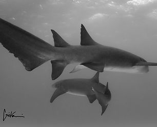 Swimming by