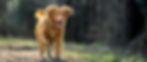 How is your body language effecting your dogs behaviour.