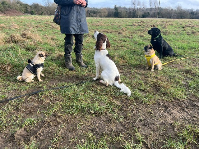 How is your body language effecting your dogs behaviour.