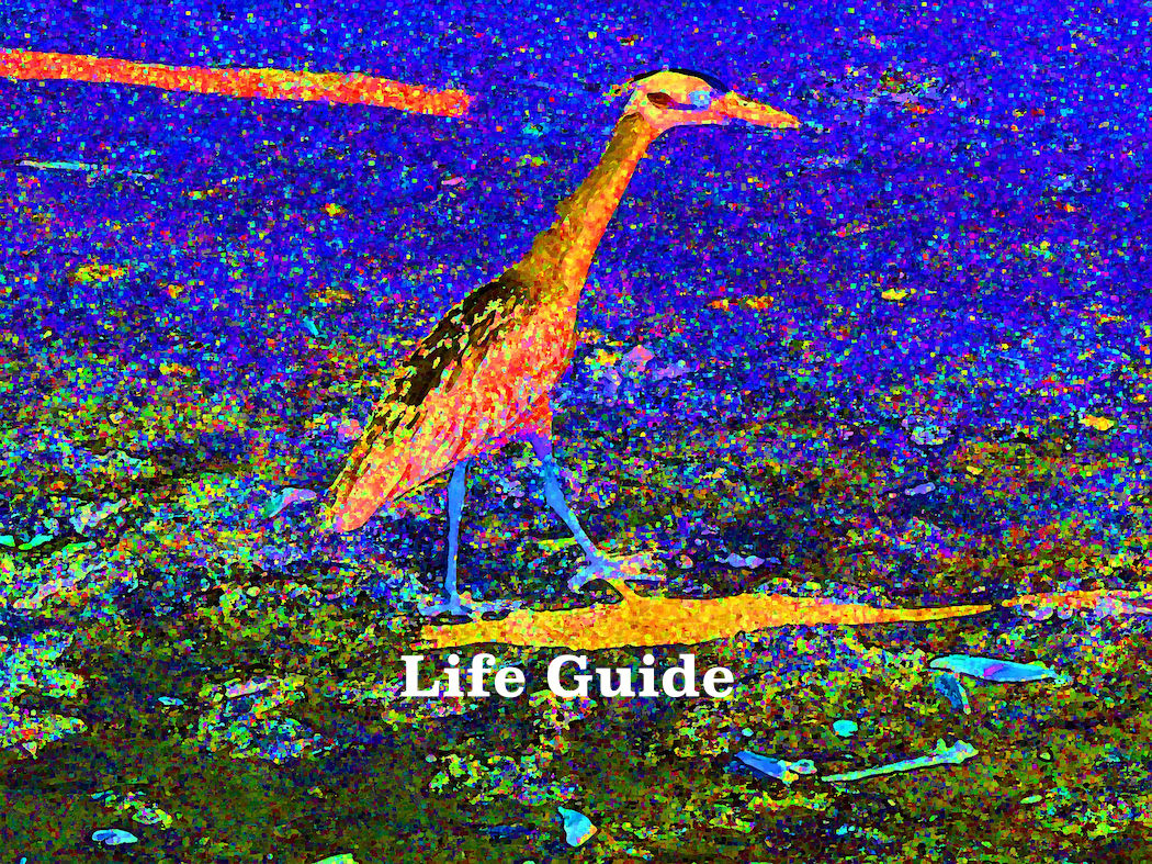 Life Guide