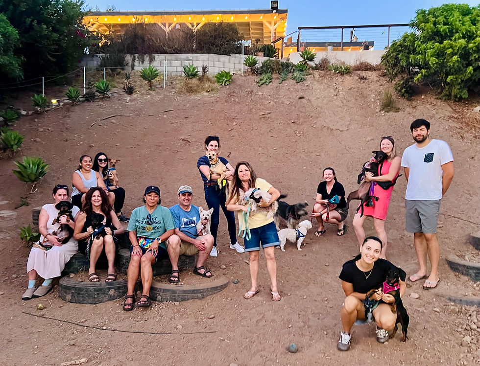 November DTBL Small Dog Playgroup