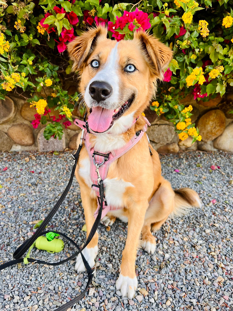 DTBL á la carte: Loose Leash Walkin'
