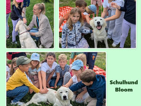 Schulhund in Ausbildung