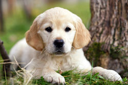 Cuty Golden