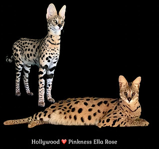 希少　50s 60s SERVAL ゴブラン　ブルゾンBarnsville Antebellum Exotics | African Servals