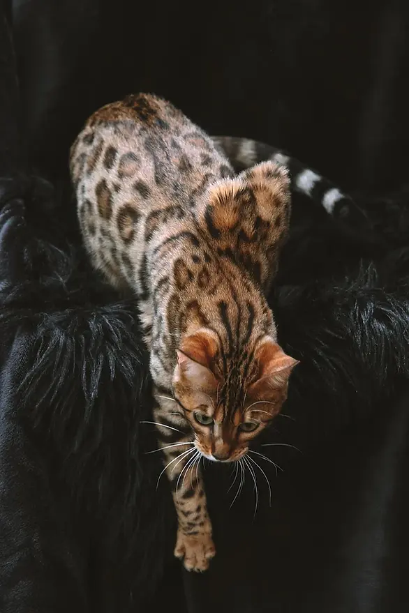 bengal-cat-info pic.webp