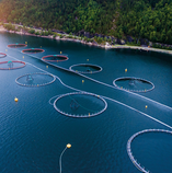 TKDK tarafından sağlanan güncel su ürünleri yetiştiricilik hibe destekleri.