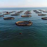 Genç girişimcileri sektöre kazandıran başarılı TKDK su ürünleri projeleri.