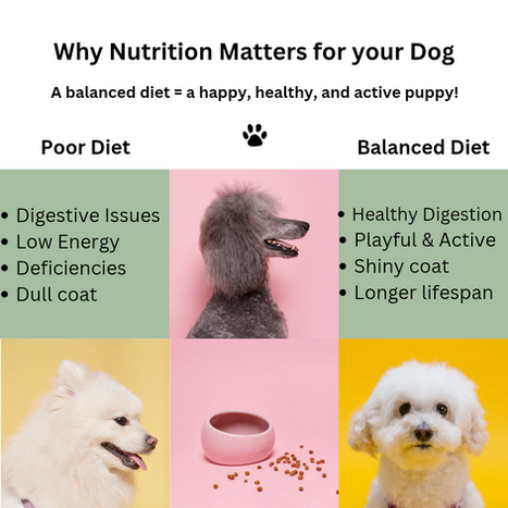 Dog nutrition comparison - poor diet vs balanced diet with text describing benefits of each