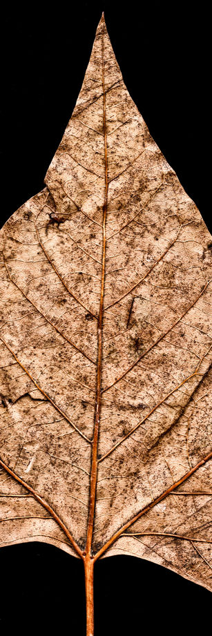 Leaf#12 Scanography and Scanograms by Peter Kyte London UK