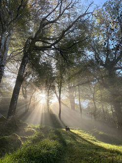 Light filtering through the trees in the hidden forest