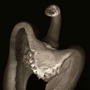 Pepper#3 Scanography and Scanograms by Peter Kyte London UK