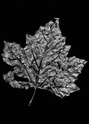 Leaf#3 Scanography and Scanograms by Peter Kyte London UK