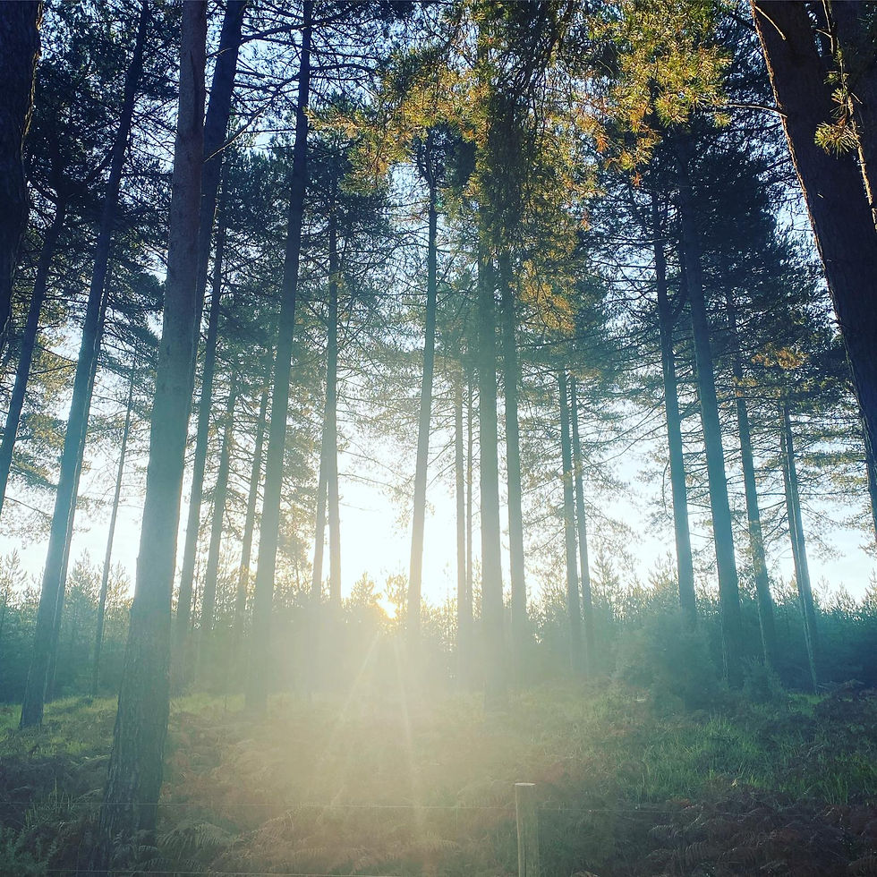 Light filtering through the trees at wellbeing retreat in Wareham Forest, Dorset