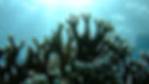millepora gegenlicht1.JPG