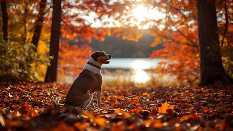 Brown and white dog sitting on autumn leaves in sunlit forest by a lake. Warm colors and peaceful mood with orange foliage.