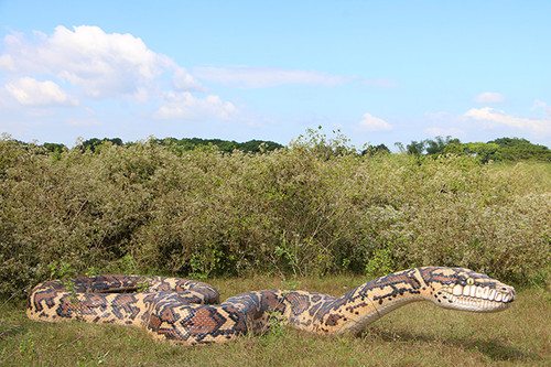 50 Foot Python Giant 15M long Carpet Python | Jons Jungle