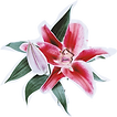 Flower Girl