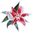 Лена