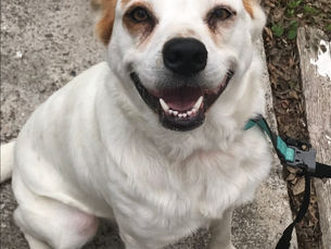 How Cookie and Her Family Found Support Through Pets for Life