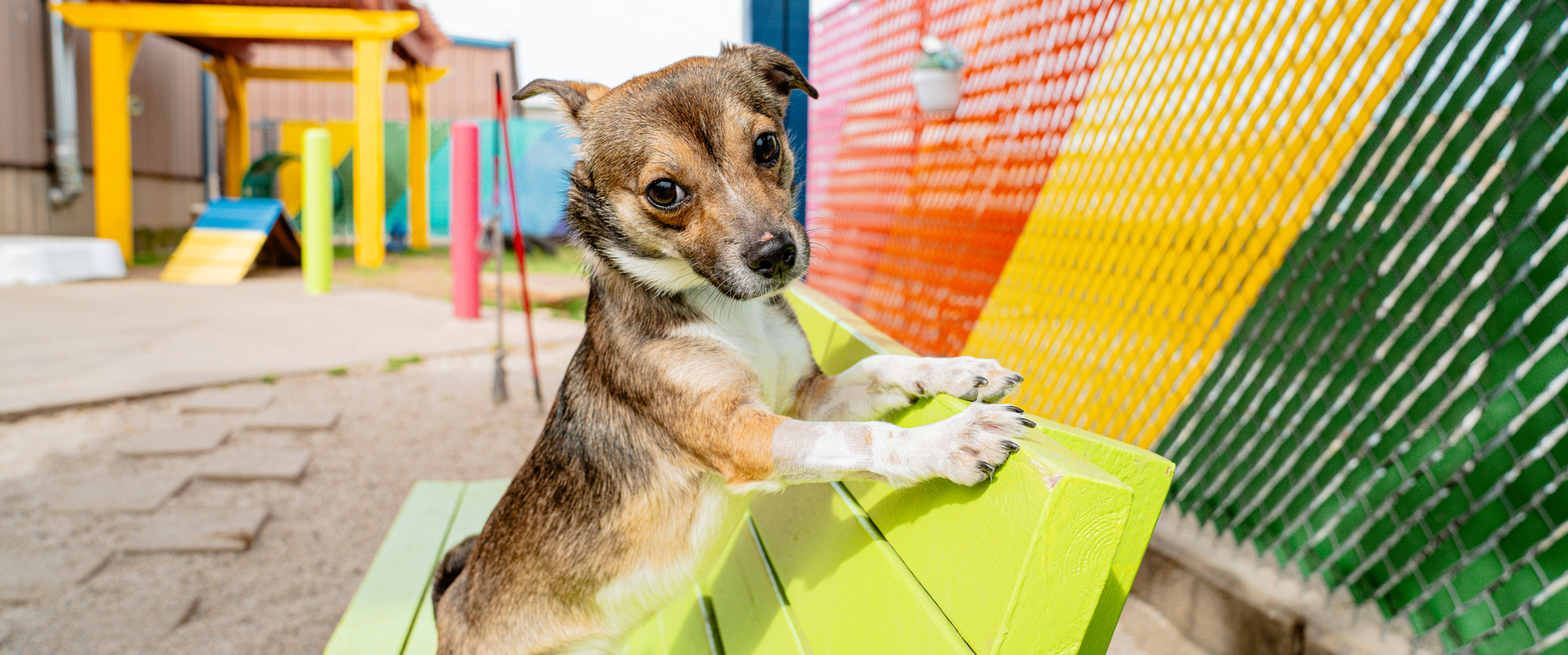 Small brown-and-white puppy stands on a lime bench in a colorful fenced yard, looking curiously at the camera.