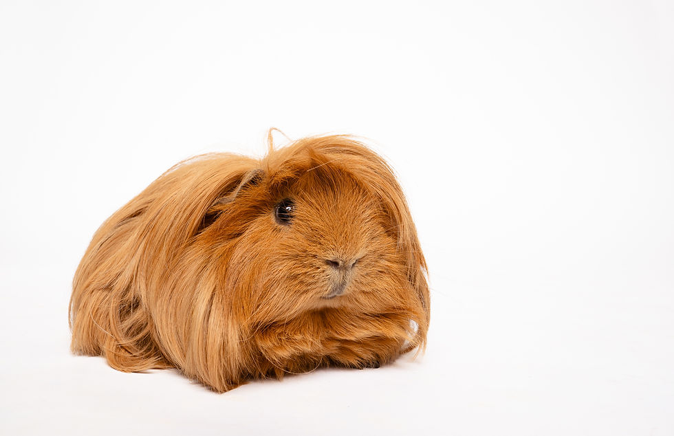 Long-haired golden guinea pig on a white background, facing forward with a calm expression.