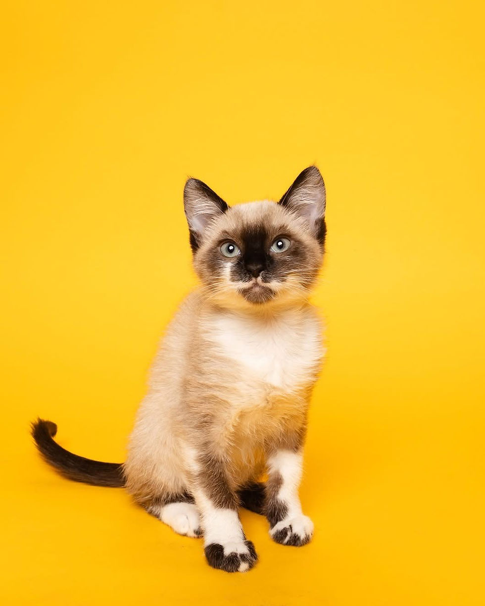 Siamese kitten sitting alert on a bright yellow background, blue eyes looking at camera