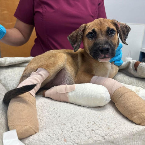 The Triumph & Tragedy of the Fire Puppies